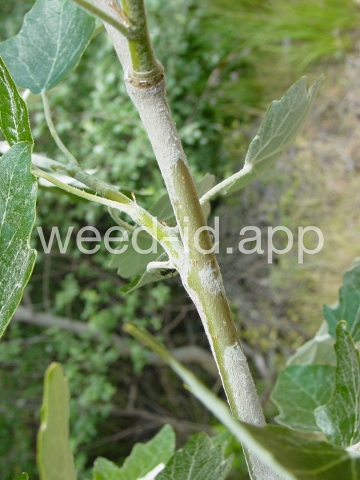 poplar, white